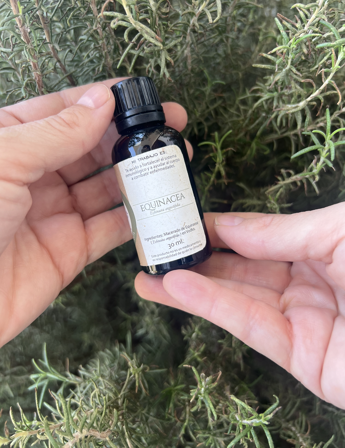 Tintura madre Equinácea